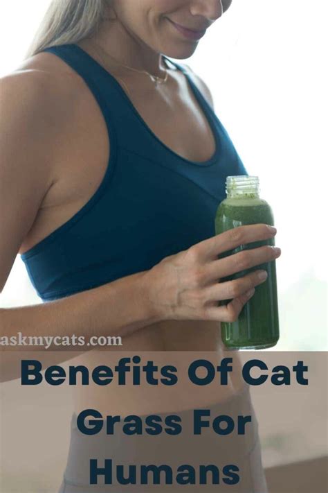 Can Humans Eat Cat Grass? Benefits Of Cat Grass For Humans