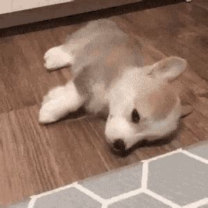 Corgi Puppy GIF - Corgi Puppy Sleepy - Discover & Share GIFs