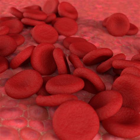 Red Blood Cells 3D model | CGTrader