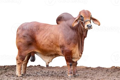 Beef cattle breeder, american brahman red on the ground, Brahman Cow isolated on transparent ...