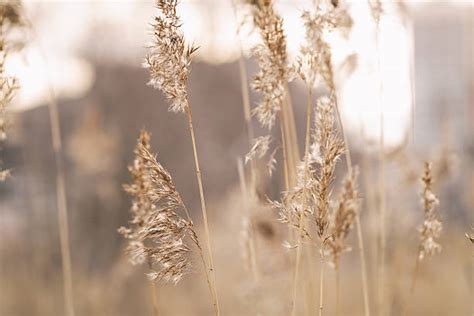 60+ Grass Burrs Stock Photos, Pictures & Royalty-Free Images - iStock