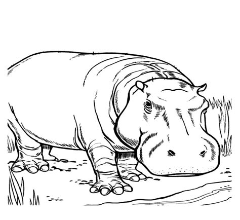 Luxury outline hippo standing at lake tattoo design - Tattooimages.biz