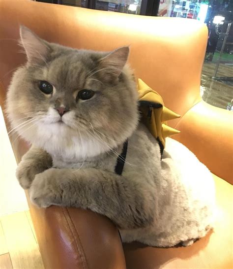 Meet P'Bone, your new favourite internet cat | Cute cats and dogs, Fluffy cat, Cats