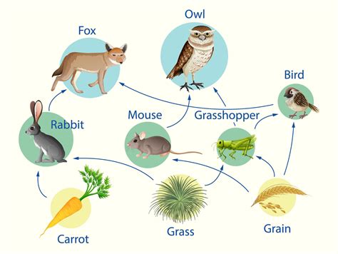 affiche éducative de la biologie pour le diagramme des chaînes ...