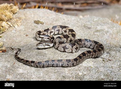 Juvenile eastern rat snake - Pantherophis alleghaniensis Stock Photo - Alamy