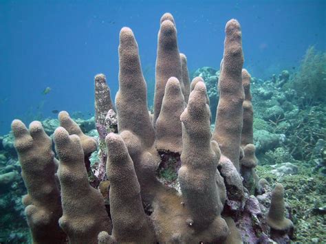 pillar coral - Google Search