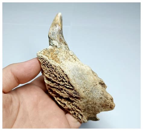 Awesome Huge 11cm Ursus spelaeus Ice Age Cave Bear Left Premaxilla with Fang- Pleistocene ...