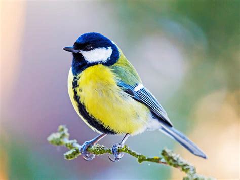 19 common British birds in your garden | Love The Garden
