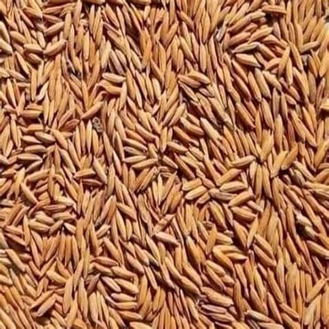 Brown Long Grain Paddy Rice Seeds, Packaging Size: 25 Kg, High in Protein at Rs 1350/quintal in ...