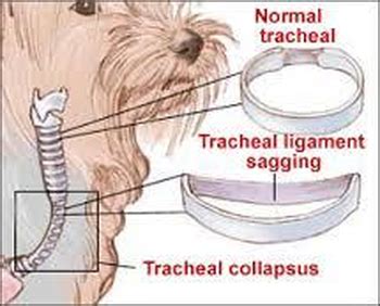 Tracheal Collapse - Meadows Veterinary Clinic of East Peoria