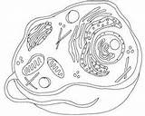 Bacteria Prokaryote Cell Coloring Cells Pinterest Sketch Coloring Page sketch template