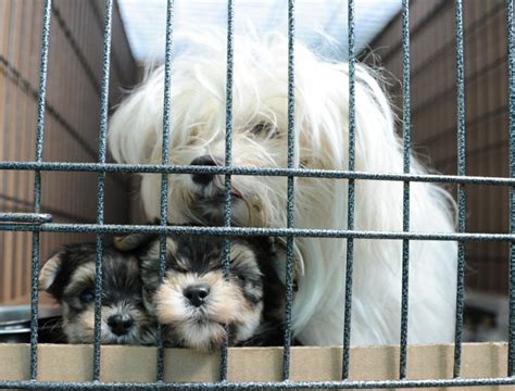 A Spotlight on Puppy Farms: Animal Lawyers vs Breeders - Voiceless