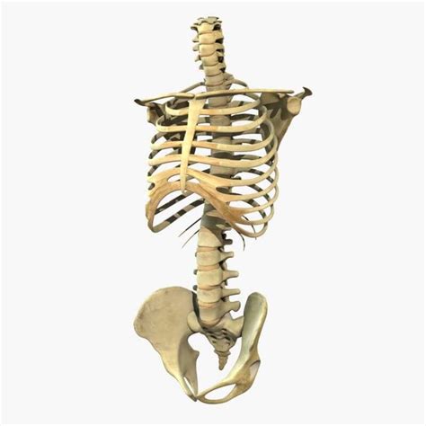 Human Skeleton Torso - 3D Model by dcbittorf