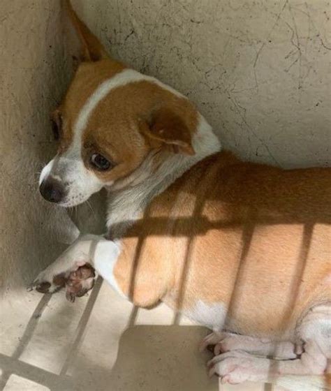 Chihuahua Rescue Dog for Adoption in San Antonio, Texas - Besse in San ...