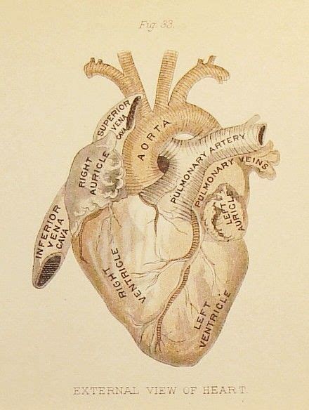 A cardiac chronology beginning 27 heart anatomies 14th century 1897 ...