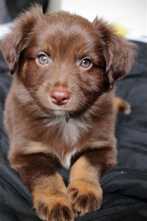 Toy australian shepherd puppies texas information | Puppies