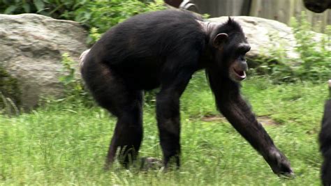 An Alpha Male Bonobo Chimpanzee Stands Guard, Watching For Predators ...