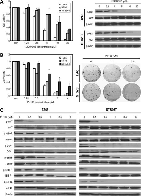 Dual mTOR and PI3K/AKT inhibitor PI-103 inhibits MPNST cell growth and... | Download Scientific ...