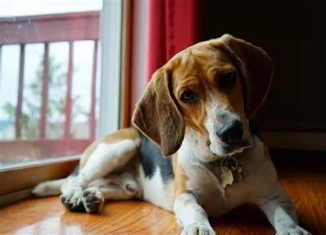 10 Common Older Beagle Health Issues