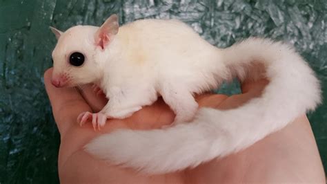 Sugar Glider, Types & Care of your small PET 2022 | Best Exotic Pets