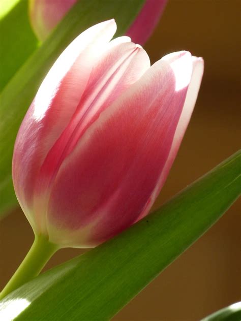 Free Images : nature, blossom, flower, petal, bloom, tulip, bouquet, spring, pink, flora ...