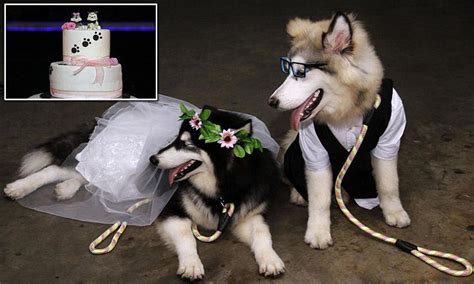 Two dogs are MARRIED in front of 100 guests at ceremony in Indonesia | Daily Mail Online