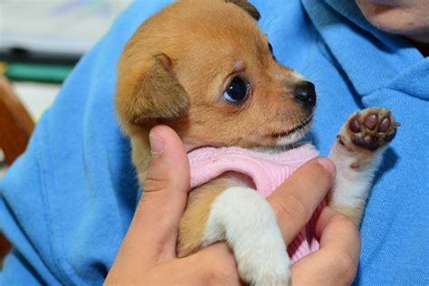 Puppies Up For Adoption In Richmond Va - Virginia Dog Rescue Adoptions Rescue Me - Saturday ...