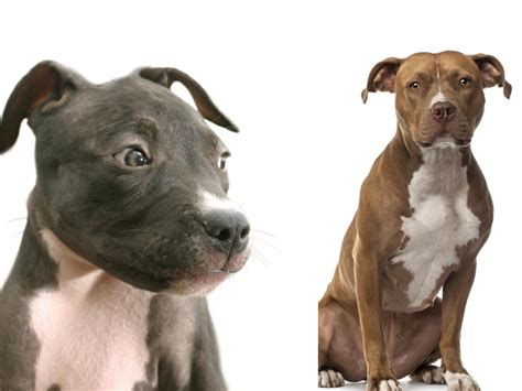 American Staffordshire Terrier Vs Pitbull - Are They Really The Same?