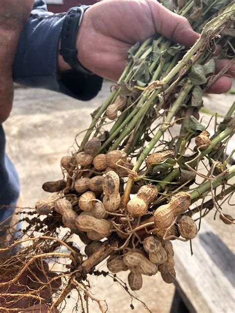 Peanuts! — Red Wagon Plants