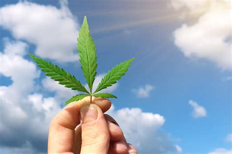 2 Best Cannabis Stocks to Buy in August | The Motley Fool