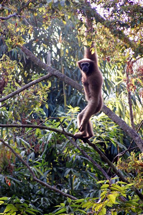 Western Hoolock Gibbon - Tendua - Association for biodiversity conservation