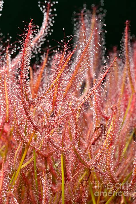 Sundew Plant Photograph by Inga Spence