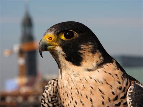 #animals #Peregrines #falcons #closeup #birds #1080P #wallpaper # ...