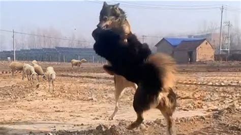 Tibetan Mastiff Vs Wolf In a Real Fight - Tibetan Mastiff Caught On ...