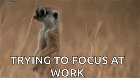 Trying To Focus At Work Cute GIF - TryingToFocusAtWork Cute Animal ...