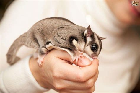 Are Sugar Gliders Good Pets? | Sugar glider pet, Animal room, Flying squirrel pet