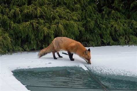 Fox drinking from pool in the winter Photograph by Tomek Kleczek - Fine Art America