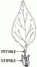 Stipule | Encyclopedia.com