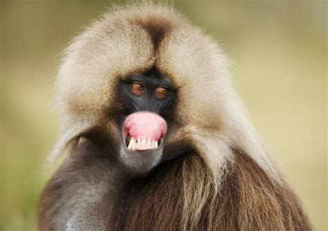 Best Monkey Lips Stock Photos, Pictures & Royalty-Free Images - iStock