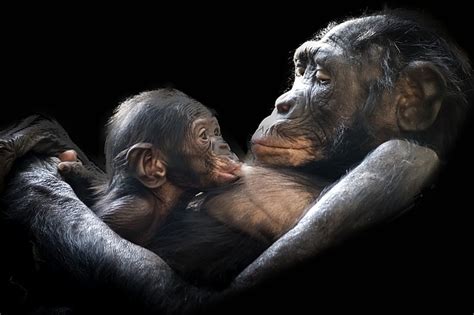 NUS study disproves old belief, says apes too follow each other's gaze like humans