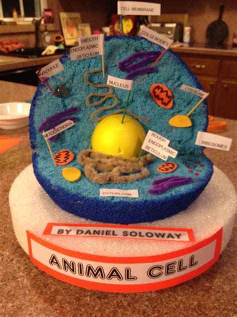 10+ Animal Cell Model Ideas: Cake, Cookies, 3D, Pizza & How to Make It ...