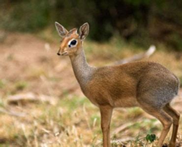 African Suni Antelope | Kruger National Park Animal Guide