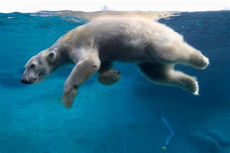 Download Underwater Swimming Animal Polar Bear HD Wallpaper