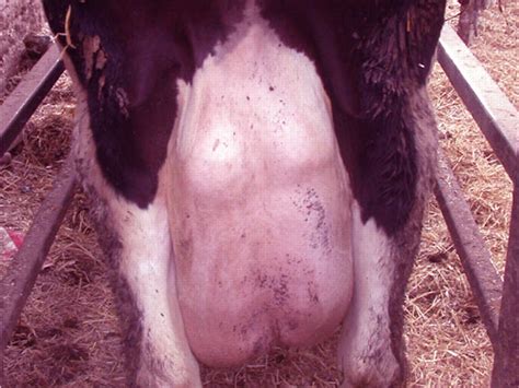 Mastitis Disease: How to Control Diseases & Save Animals