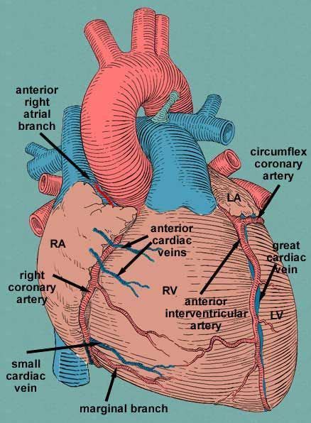 small cardiac vein - Google Search | Medical anatomy, Medical knowledge, Medical studies