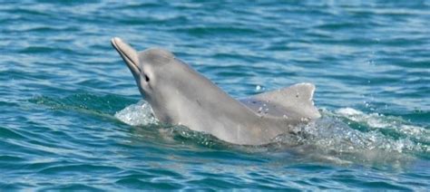 Atlantic Humpback Dolphin – "OCEAN TREASURES" Memorial Library