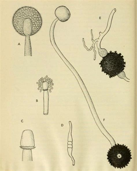 nemfrog - Mucorales. Morphology and taxonomy of fungi. 1950.