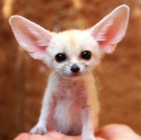 The Fennec Fox is the Most Adorable Animal in the World