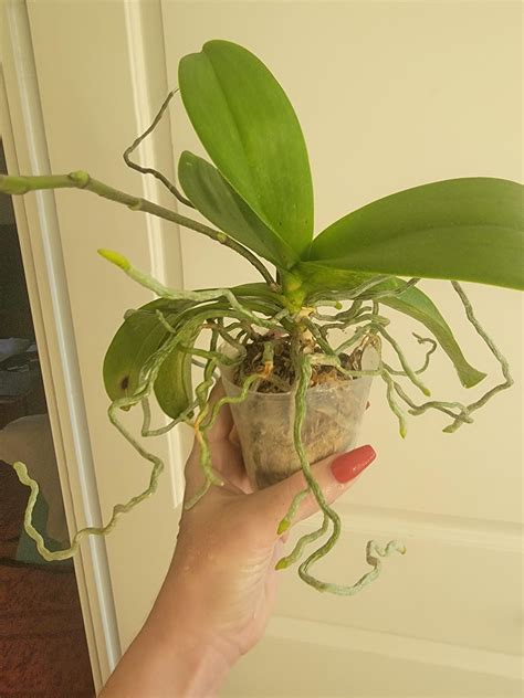 just out of curiosity, why so many aerial roots? : r/orchids