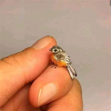 FACT CHECK: Does This Image Show The World’s Smallest Bird Species ...